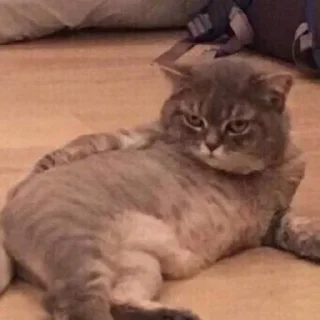 🐈