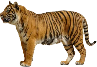 🐅