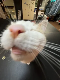 👃