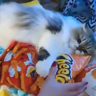🧶