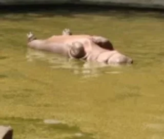 🦛
