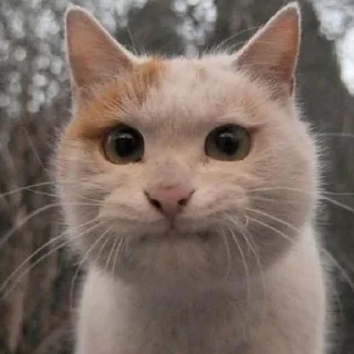 🤭