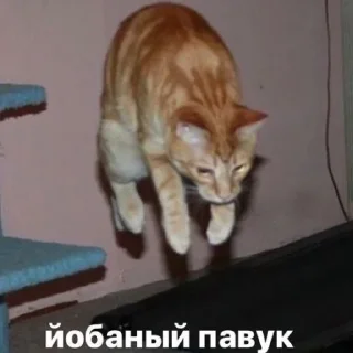 😺