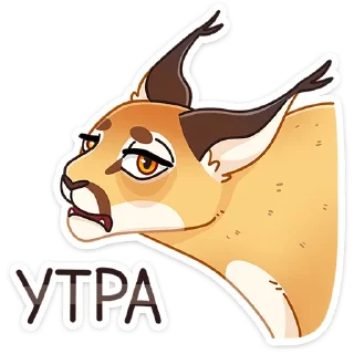 😼