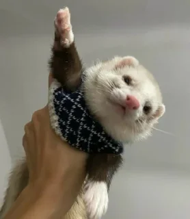 🤩