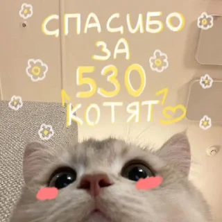 🐱