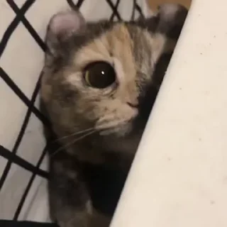 🐈‍⬛️
