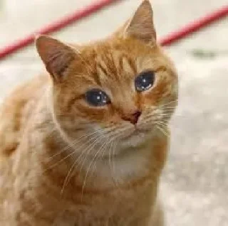 🥺