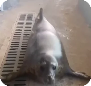 🦭