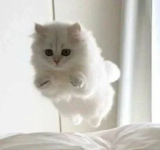 🎀