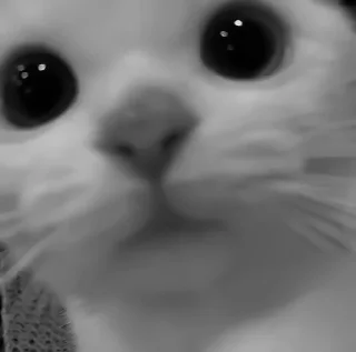 🐈‍⬛️