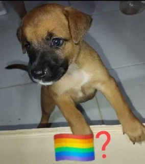 🏳️‍🌈