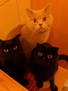 😇