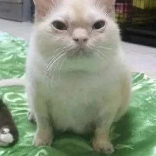 🐈‍⬛