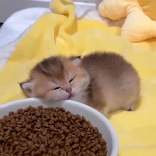 🐈
