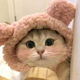 🐈