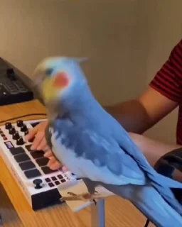 🎹