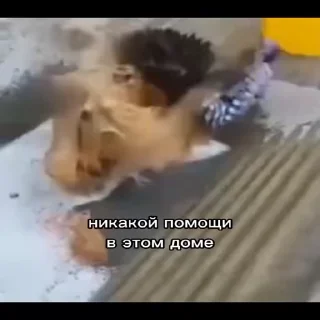 🐵