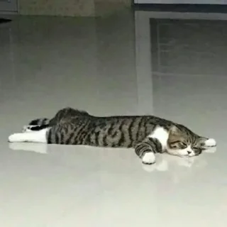 😺