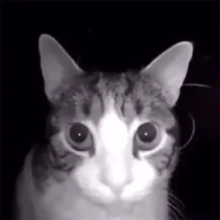 🐱
