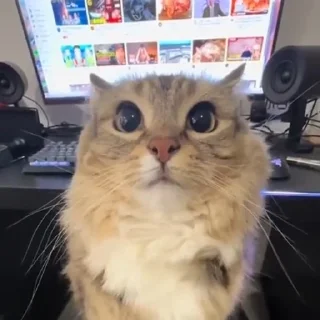 🌟