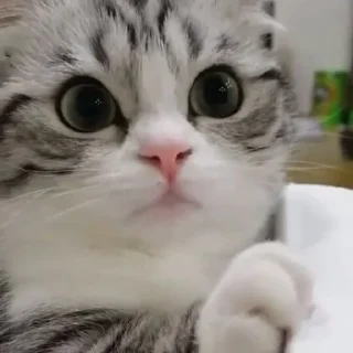 😺