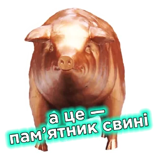 🐽