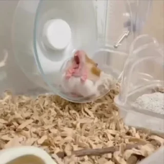 🐹