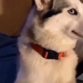 🐕