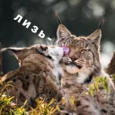 💋