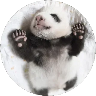 🐼