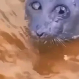 🥺