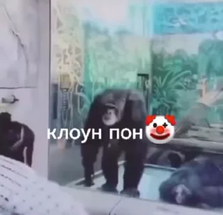 абизяна пони 3 :: @fStikBot
