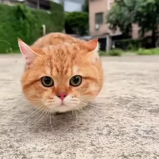 🐈‍⬛️