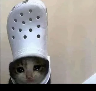 🐱
