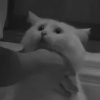 🐈‍⬛️
