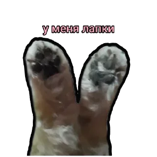 🐾