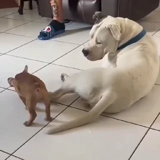 🐩