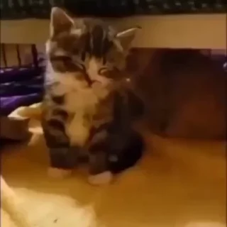💤