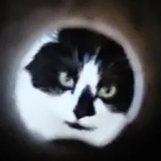 🌚