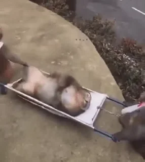 🐵