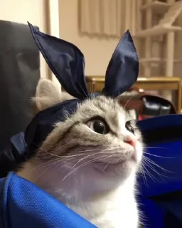 😼