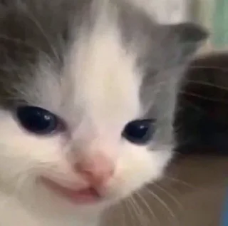 😼
