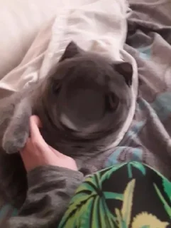 🐰