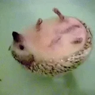 🦔