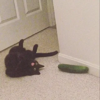 🐱