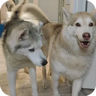 🐶