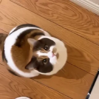 🐈‍⬛️