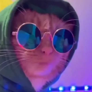 🐈