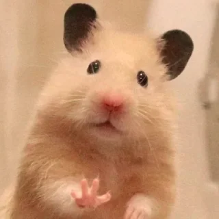 🖐️